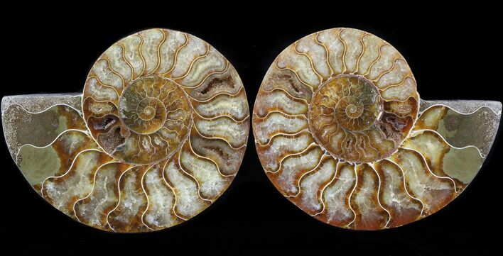 Cut & Polished Ammonite Fossil - Crystal Chambers #42502